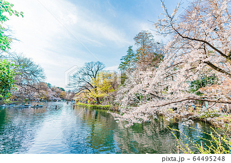 日本の春 井の頭恩賜公園の桜 64495248