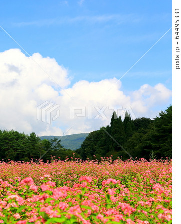 そばの花 そばの花 64495331