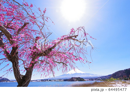 河口湖畔から望む富士山と青い空と桜 64495477