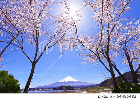 河口湖畔から望む富士山と青い空と桜 河口湖畔から望む富士山と青い空と桜 64495482