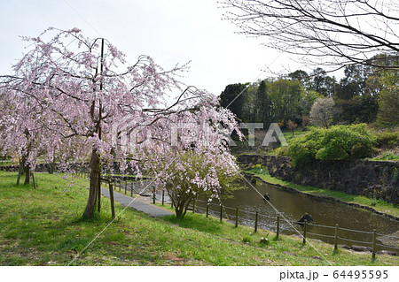 里山公園桜 茅ヶ崎市の写真素材 [64495595] - PIXTA