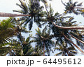 Palma. The trunks of palm trees. Tall palm trees 64495612