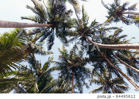 Palma. The trunks of palm trees. Tall palm trees Palma. The trunks of palm trees. Tall palm trees 64495612