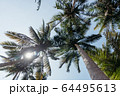 Palma. The trunks of palm trees. Tall palm trees 64495613