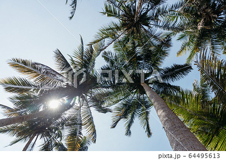 Palma. The trunks of palm trees. Tall palm trees Palma. The trunks of palm trees. Tall palm trees 64495613