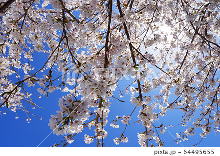 青空と桜の花 64495655