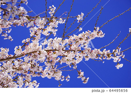 青空と桜の花 64495656