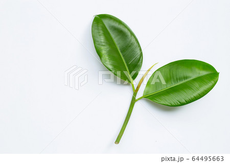 Rubber plant leaves on  white background. 64495663