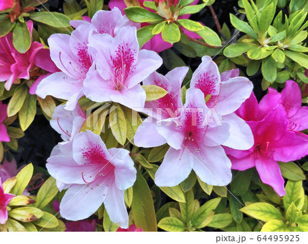 ツツジ　つつじ　アザレア 64495925