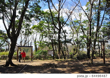 横浜市 円海山周辺の市民の森ハイキングコース いっしんどう広場の新緑 横浜市 円海山周辺の市民の森ハイキングコース いっしんどう広場の新緑 64496487