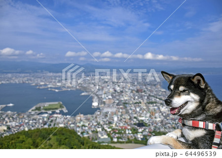 函館山の黒柴 函館山の黒柴 64496539