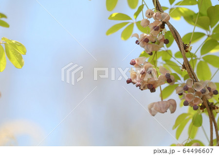 アケビの花 64496607