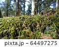 日光東照宮　苔と新芽 64497275