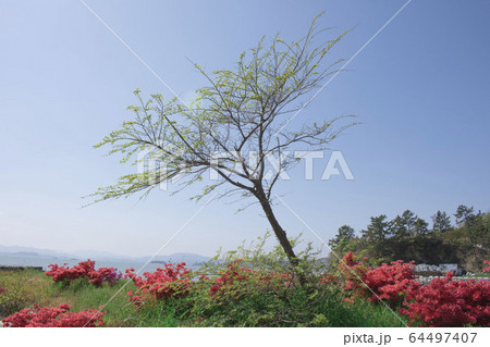 芽 春 植物 64497407