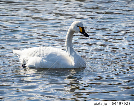 優雅で美しいコハクチョウ　越辺川に飛来した群 64497923