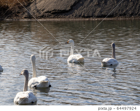優雅で美しいコハクチョウ　越辺川に飛来した群 64497924