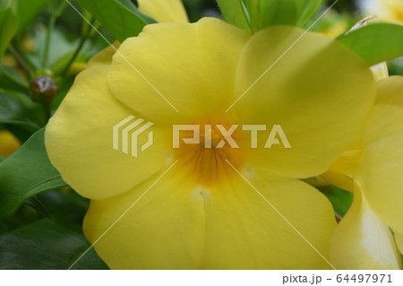 オオバナアリアケカズラ 64497971