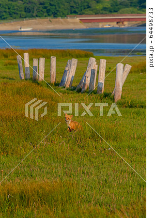 北海道の風景(春国岱) 北海道の風景(春国岱) 64498733