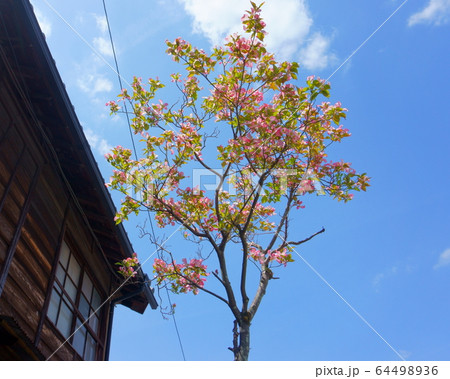 Pink Dogwood tree (Cornus florida) with blue sky background and old house Pink Dogwood tree (Cornus florida) with blue sky background and old house 64498936