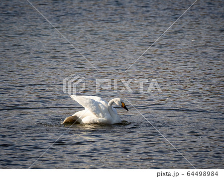 優雅で美しいコハクチョウ　越辺川に飛来した群 64498984