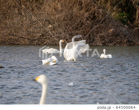 優雅で美しいコハクチョウの羽ばたき 越辺川に飛来した群 優雅で美しいコハクチョウの羽ばたき 越辺川に飛来した群 64500064