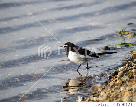 川辺のセグロセキレイ 64500123