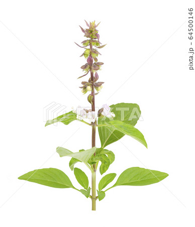 Fresh herbs. Green basil Isolated on white background Fresh herbs. Green basil Isolated on white background 64500146