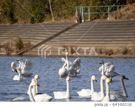 優雅で美しいコハクチョウ 越辺川に飛来した群 優雅で美しいコハクチョウ 越辺川に飛来した群 64500216