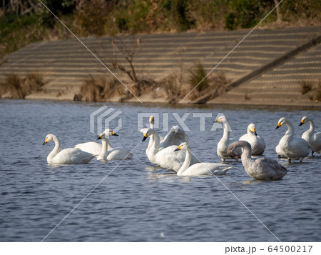 優雅で美しいコハクチョウ　越辺川に飛来した群 64500217