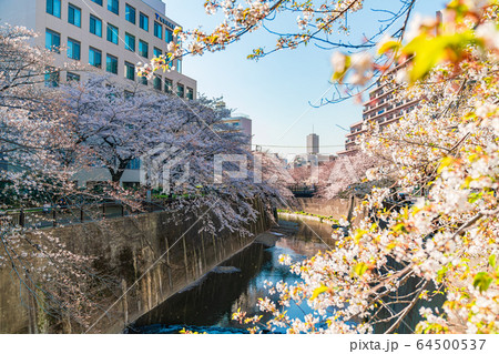 日本の春 東京都板橋区 石神井川緑道沿いの桜並木 64500537