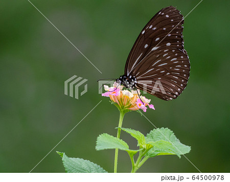花の蜜を吸うかわいい蝶々の写真素材