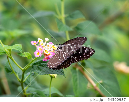 花の蜜を吸うかわいい蝶々の写真素材