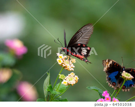 花の蜜を吸うかわいい蝶々の写真素材 花の蜜を吸うかわいい蝶々の写真素材