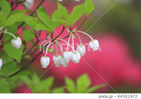 かわいいドウダンツツジの花 かわいいドウダンツツジの花 64501972