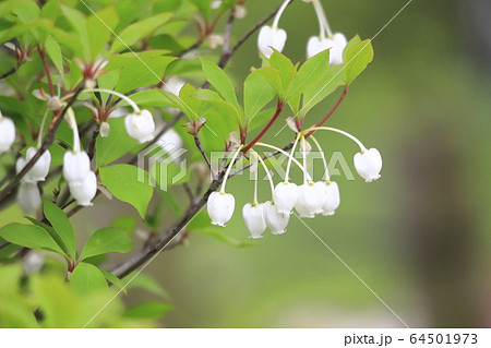かわいいドウダンツツジの花 64501973