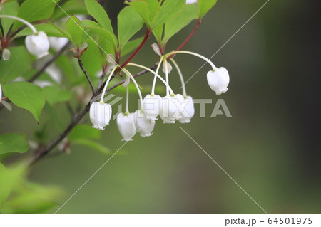 かわいいドウダンツツジの花 64501975