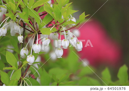 かわいいドウダンツツジの花 64501976