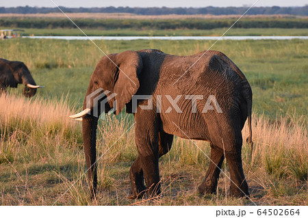 アフリカゾウ(チョベ国立公園、ボツワナ) アフリカゾウ(チョベ国立公園、ボツワナ) 64502664