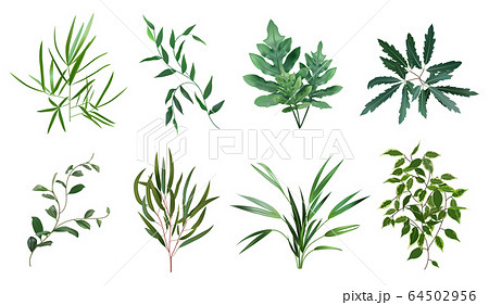 Green realistic herbs. Eucalyptus, fern plant, greenery foliage plants, botanical natural leaves herbs isolated vector illustration set Green realistic herbs. Eucalyptus, fern plant, greenery foliage plants, botanical natural leaves herbs isolated vector illustration set 64502956