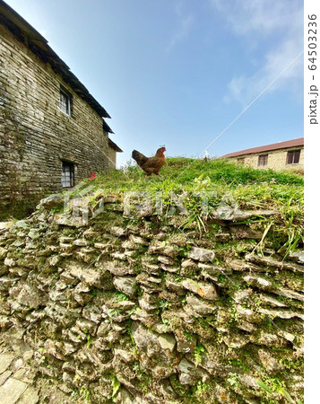 a chicken is walking in countryside on sunny day 64503236
