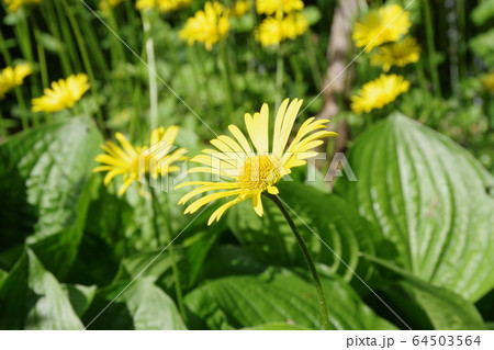 黄色い花 64503564