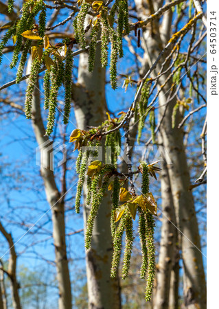 Russia. Saint-Petersburg. In mid-spring, picturesque poplar seeds hang like earrings from tree branches in parks and squares. 64503714
