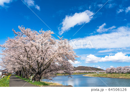 青空と一目千本桜　宮城県大河原町 64506126