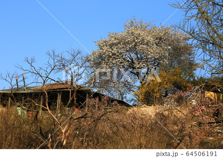 路地 桃の花 フェンス 64506191