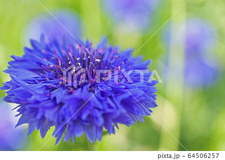 青いヤグルマギクの花 64506257