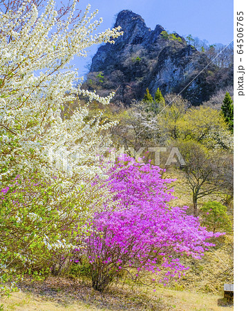 ミツバツツジと筆頭岩（縦） 64506765