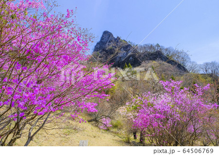 ミツバツツジと筆頭岩 64506769