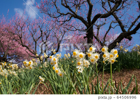 梅の木の下の白と黄色の水仙の花の写真素材