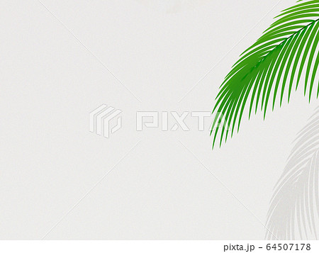 椰子の木 64507178