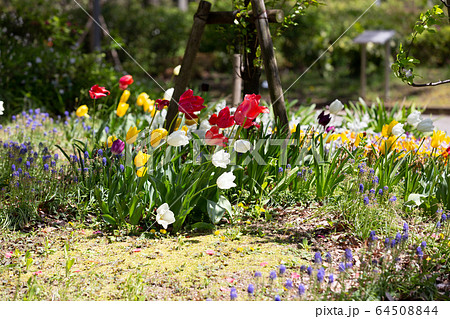 公園　花　花壇　チューリップ 64508844